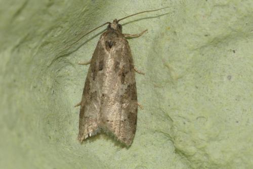 Cnephasia sp.